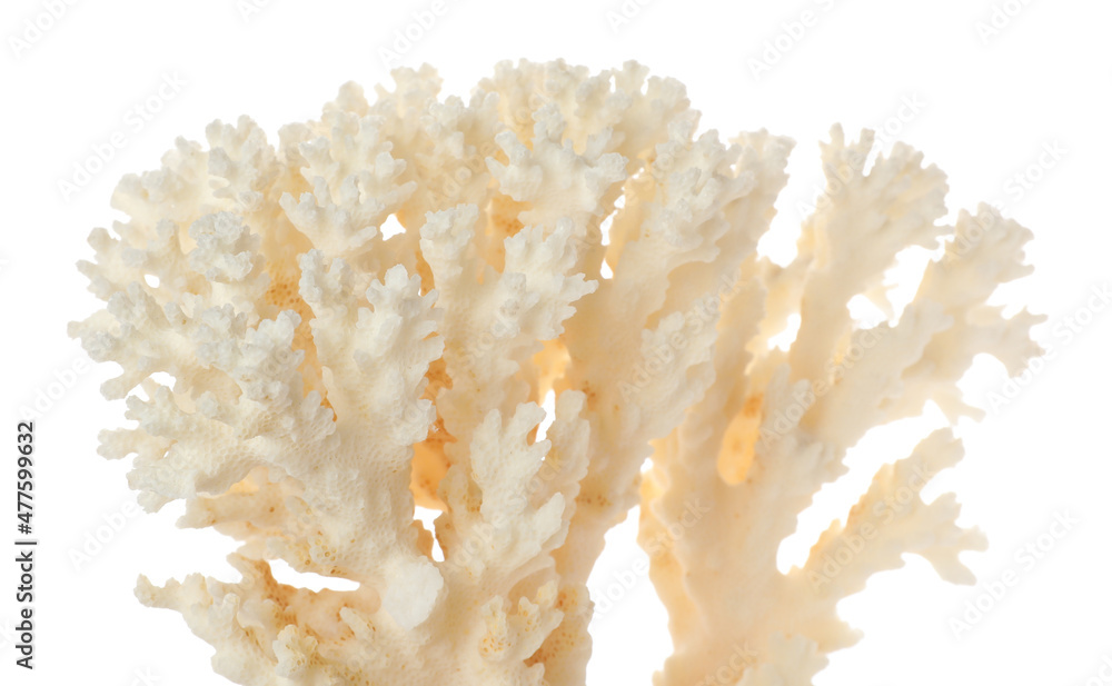 Beautiful exotic sea coral isolated on white, closeup