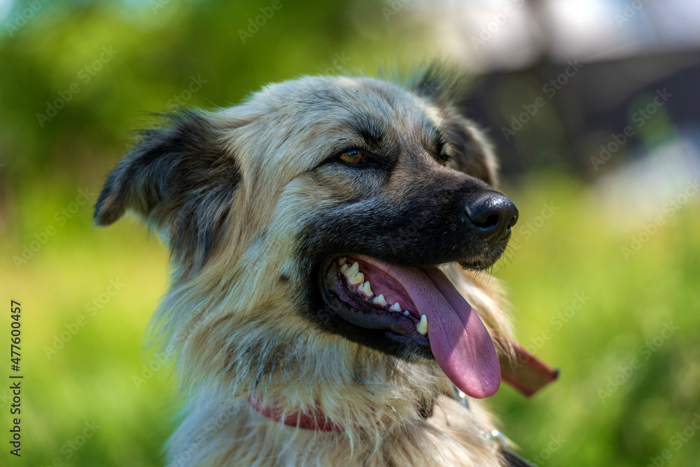 adorable beige fluffy mestizo dog in summer adorable beige fluffy mestizo dog in summer