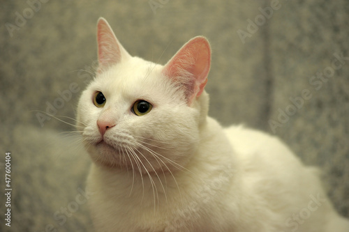 big white plump cat on the sofa
