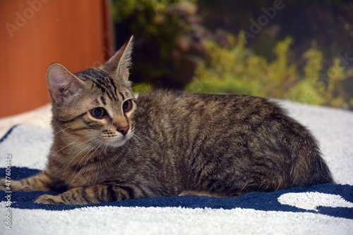 tabby with brown kitten 4 months old photo