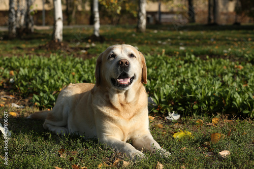 Yellow Labrador lying outdoors on sunny day