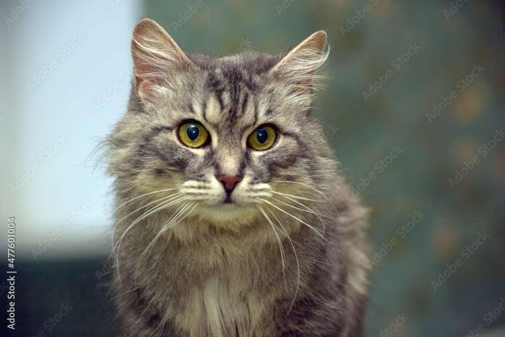fluffy gray cat with green eyes fluffy gray cat with green eyes