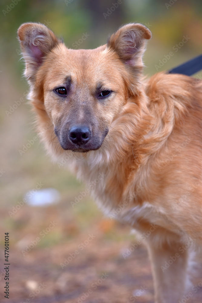 ginger mongrel dog at animal shelter