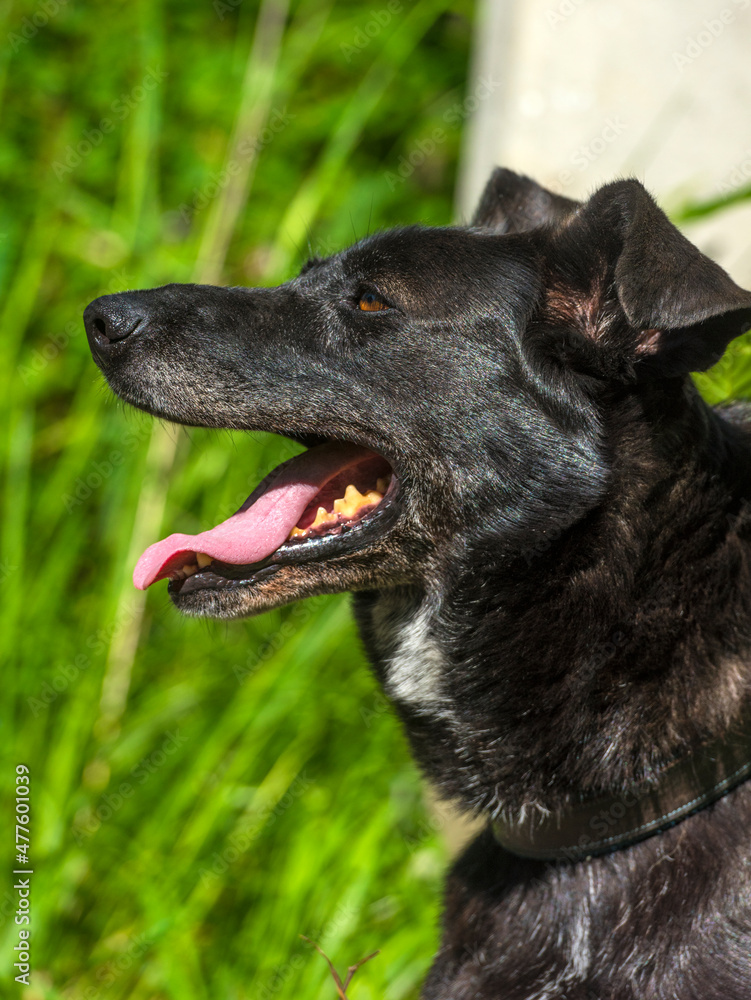 black dog mongrel on a leash in summer
