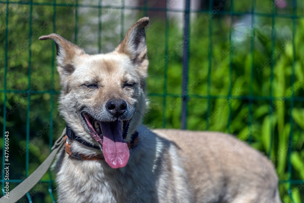 Naklejka premium beige mongrel dog on a leash against a background of greenery in summer