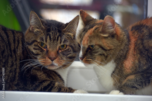 Fototapeta Naklejka Na Ścianę i Meble -  two cats at home together