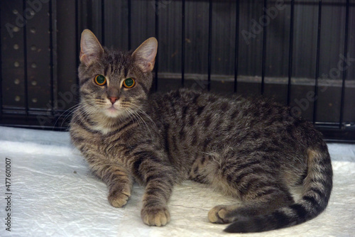 striped cat in a cage at an animal shelter