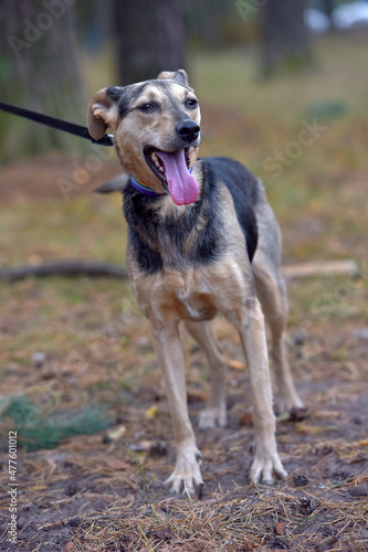 mongrel dog brown and gray sticking out his tongue, pleased