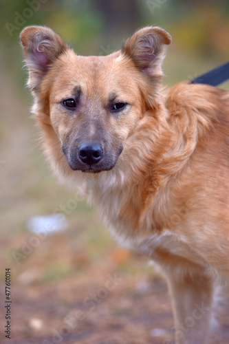 ginger mongrel dog at animal shelter © Evdoha
