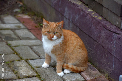 red and white homeless cat