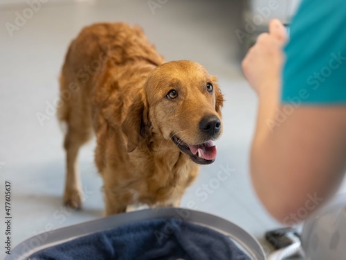 person with a dog vet