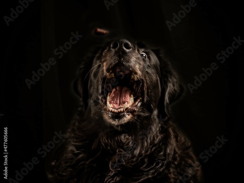 black dog portrait © sabine