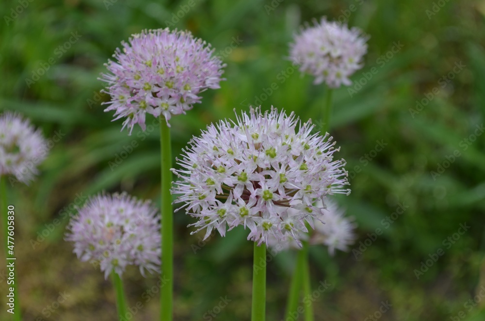 Blooming wild onion, scientific name Allium grande Blooming wild onion, scientific name Allium grande