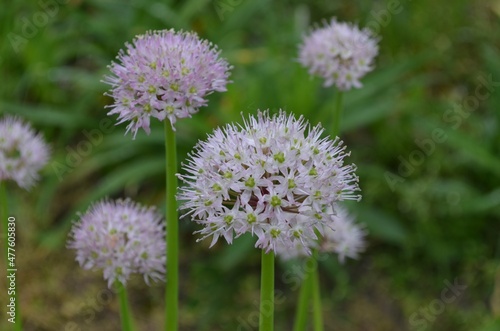 Blooming wild onion  scientific name Allium grande