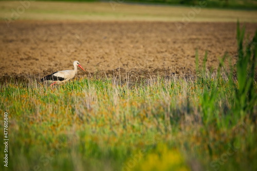 Ciconia ciconia. Free nature. Beautiful picture. Spring theme. From bird life. Bird on a meadow. The wild nature of the Czech Republic. Bird and frog. 