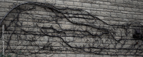vines on a wall