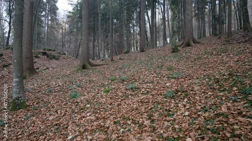 Tilted up view of trees in the wood