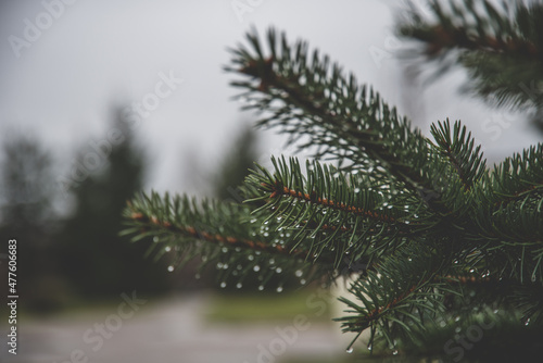 Christmas tree branches in winter with dew drops