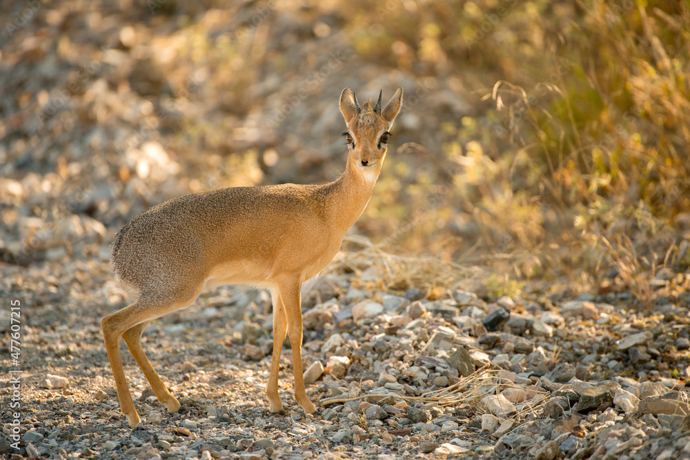 A small backlit duiker looking at the camera at sunrise, Etosha National Park, Namibia