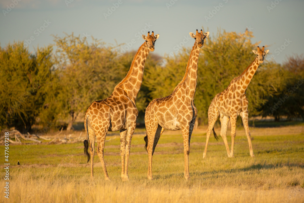 Obraz premium A horizontal shot of three adult giraffe standing on an open plain, looking towards the camera in the late afternoon golden light, Etosha National Park, Namibia