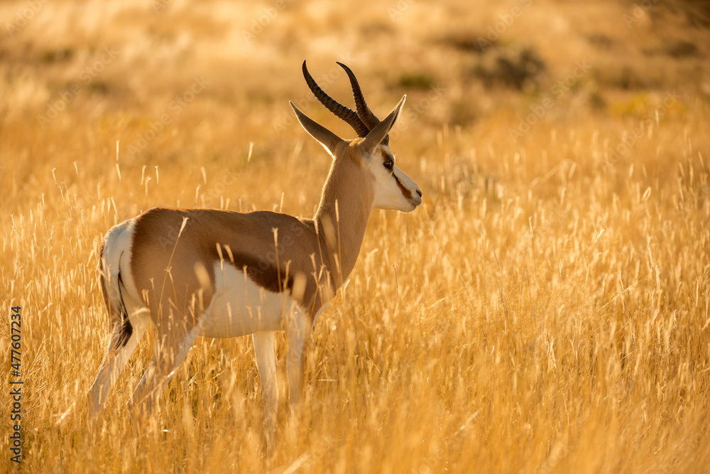 A close up portrait of a watchful springbok standing in long yellow grass, looking into the distance, taken at sunrise in the Etosha National Park, Namibia A close up portrait of a watchful springbok standing in long yellow grass, looking into the distance, taken at sunrise in the Etosha National Park, Namibia