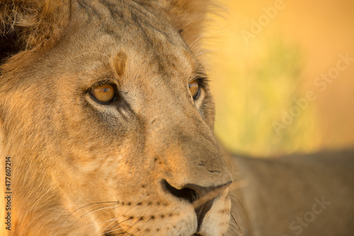 This close up portrait of a female lioness was photographed during a golden sunrise in the Etosha National Park, Namibia © Udo Kieslich