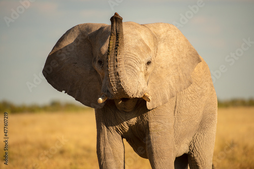 An elephant raising its trunk up into the air and looking staright towards the camera, Etosha National Park in Namibia, photo