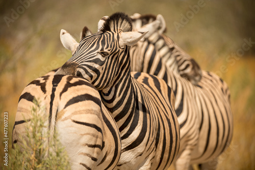 A horizontal close up shot of two zebras standing front to back and resting their heads on each others backs  at midday  Etosha National Park  Namibia