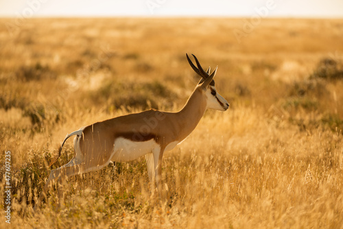 A close up portrait of a springbok urinating in long yellow grass, taken during a golden sunrise in the Etosha National Park in Namibia