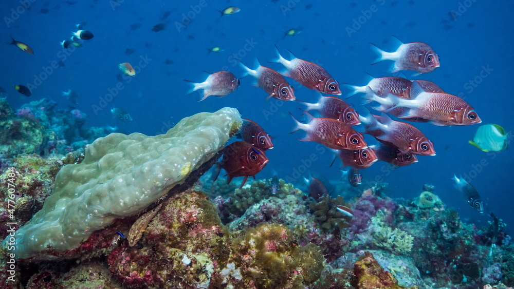 Obraz premium Soldier fish of Maldives schooling against the current at a cleaning station