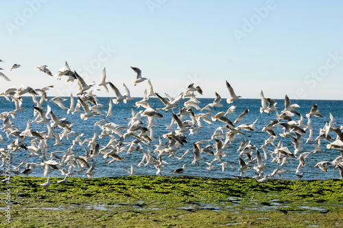 Gull and tern flock  Patagonia  Argentina