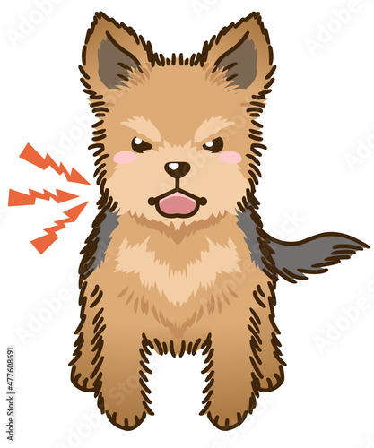 威嚇するヨークシャーテリア