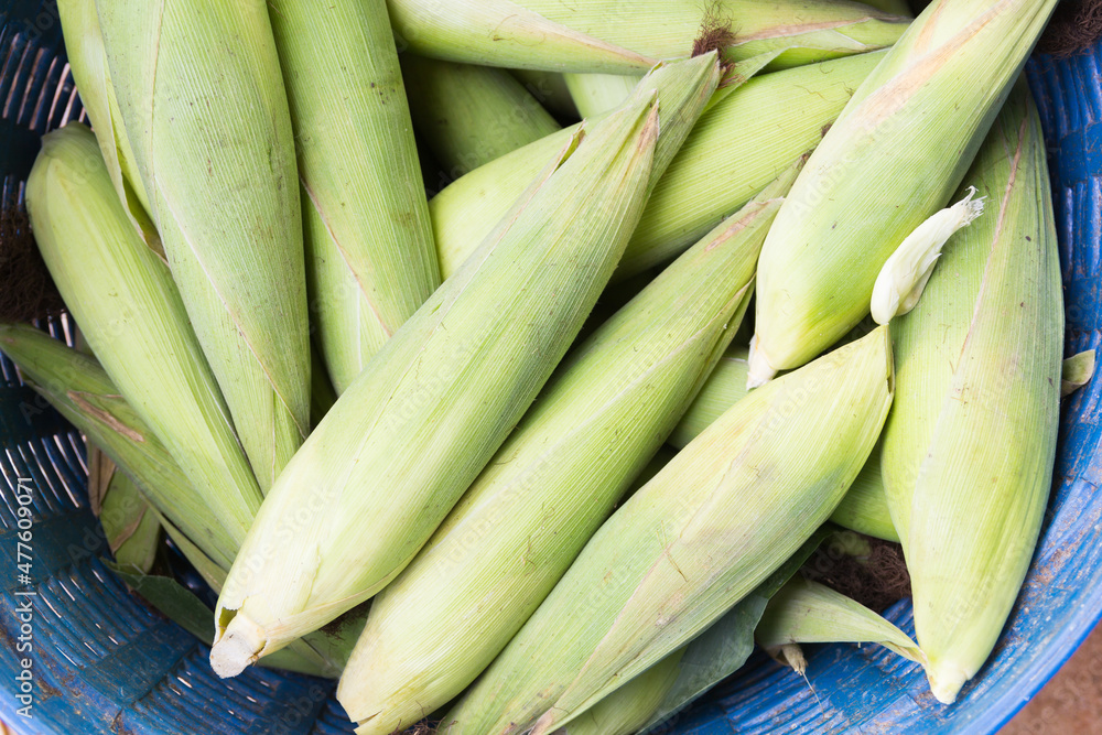 Fresh sweet corn cobs at a farmers market Fresh sweet corn cobs at a farmers market