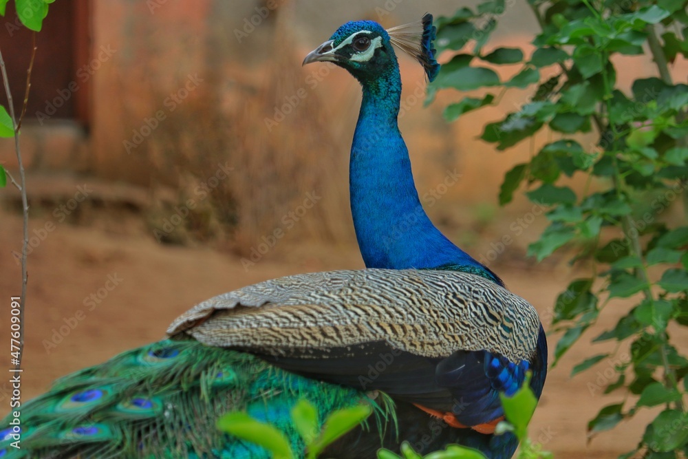 Obraz premium peacock with feathers