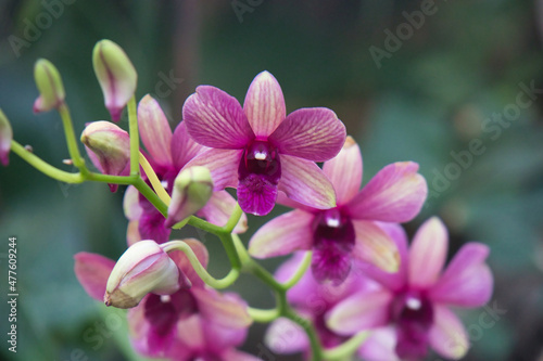 pink orchid close up dark green background