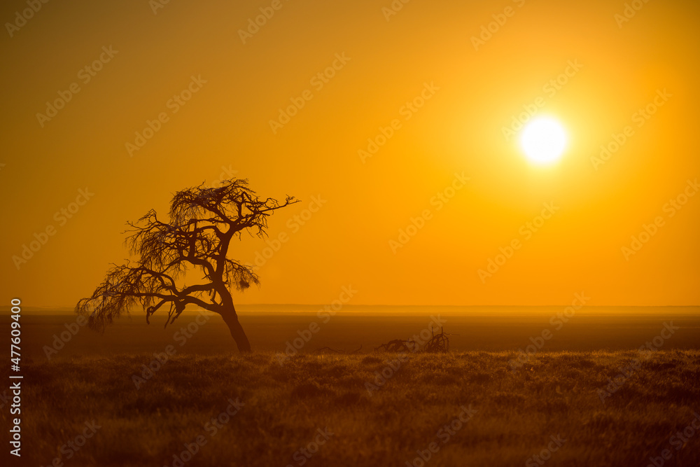 Obraz premium A horizontal shot of a leaning dead acacia tree surrounded by grassy plains, with the Etosha pan in the background, against a deep orange golden sky at sunrise, Etosha National park, Namibia