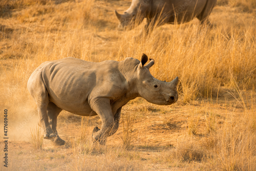 Fototapeta premium A young white rhino running down a hill covered in dry yellow grass, kicking up the dust at sunrise in the Madikwe Game Reserve, South Africa