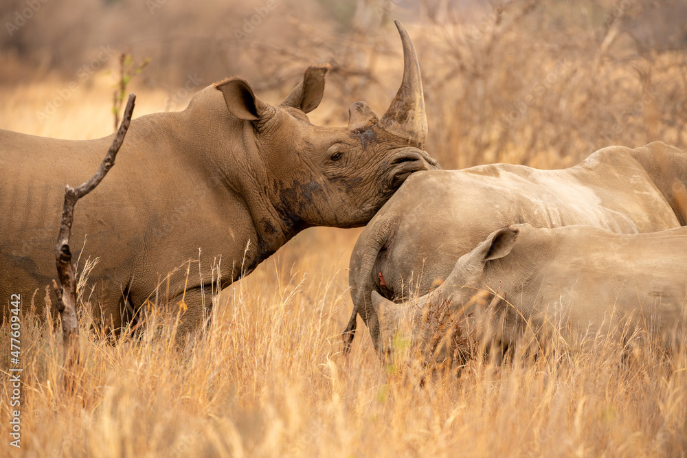 Fototapeta premium A horizontal shot of a large male black rhino resting its head on the rump of a female rhino with a small calf in the foreground, taken early in the morning, Madikwe Game Reserve, South Africa