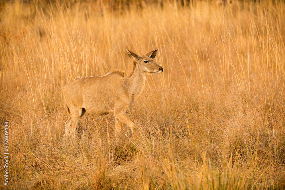 A horizontal shot of a female kudu walking through long dry yellow grass in the golden early morning light, Madikwe Game Reserve, South Africa A horizontal shot of a female kudu walking through long dry yellow grass in the golden early morning light, Madikwe Game Reserve, South Africa