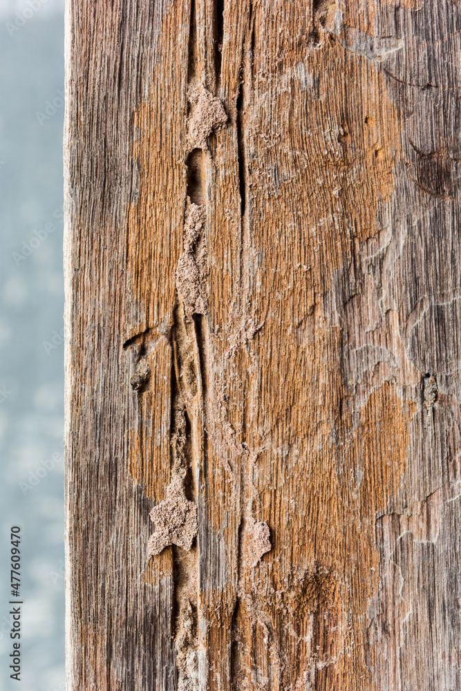 Traces of termites eat on old wood Traces of termites eat on old wood