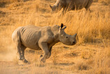 A young white rhino running down a hill covered in dry yellow grass, kicking up the dust at sunrise in the Madikwe Game Reserve, South Africa