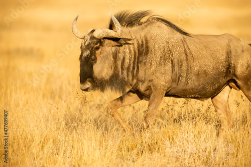 Fototapeta Naklejka Na Ścianę i Meble -  A close up horizontal shot of an adult wildebeest running in the long dry grass on the plain, in the early morning sunlight, Etosha National Park, Namibia