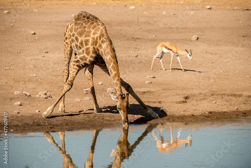 A horizontal shot of an adult giraffe kneeling down and drinking at a deep blue water hole in the hot midday sun, with a springbok in the background, Etosha national Park, Namibia