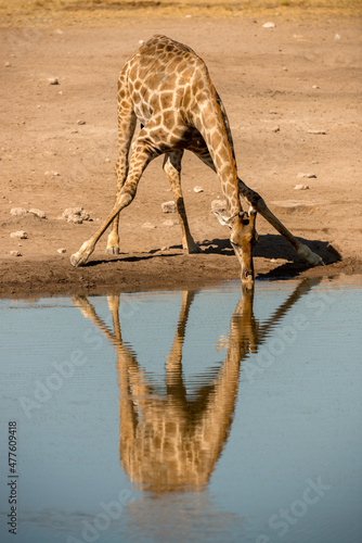 A vertical shot of an adult giraffe kneeling down and drinking at a deep blue water hole in the hot midday sun, Etosha National Park, Namibia