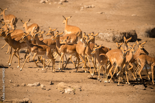 A horizontal shot of a large herd of skittish female black faced impalas, surrounded by brown sand at midday, Etosha National Park, Namibia © Udo Kieslich