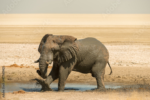 A horizontal shot of a male bull elephant taking a mud-bath and kicking up the mud with its foot at midday in the Etosha National Park in Namibia, photo