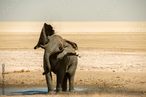 A horizontal shot of a large male bull elephant taking a mud-bath and shaking its head at midday in the Etosha National Park in Namibia 