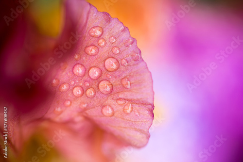 A horizontal close-up detailed macro shot of an orange and purple Iris with water drops on the flower, photographed after a rain shower in the garden, Johannesburg, South Africa