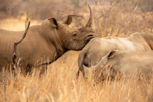 A horizontal shot of a large male black rhino resting its head on the rump of a female rhino with a small calf in the foreground  taken early in the morning  Madikwe Game Reserve  South Africa