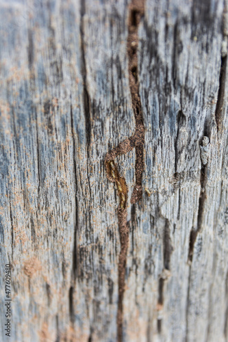 Traces of termites eat on old wood